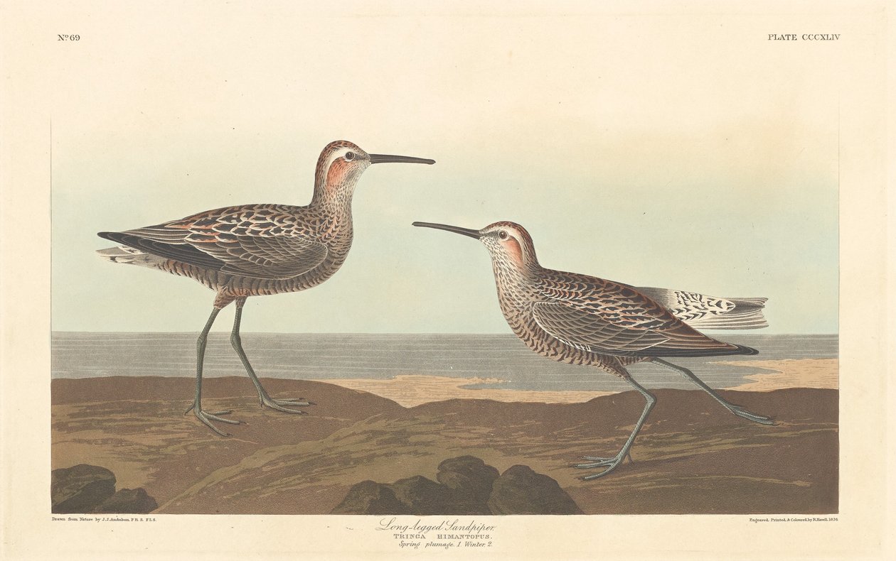 Hosszú lábú homokfülke alkotó: Robert Havell after John James Audubon