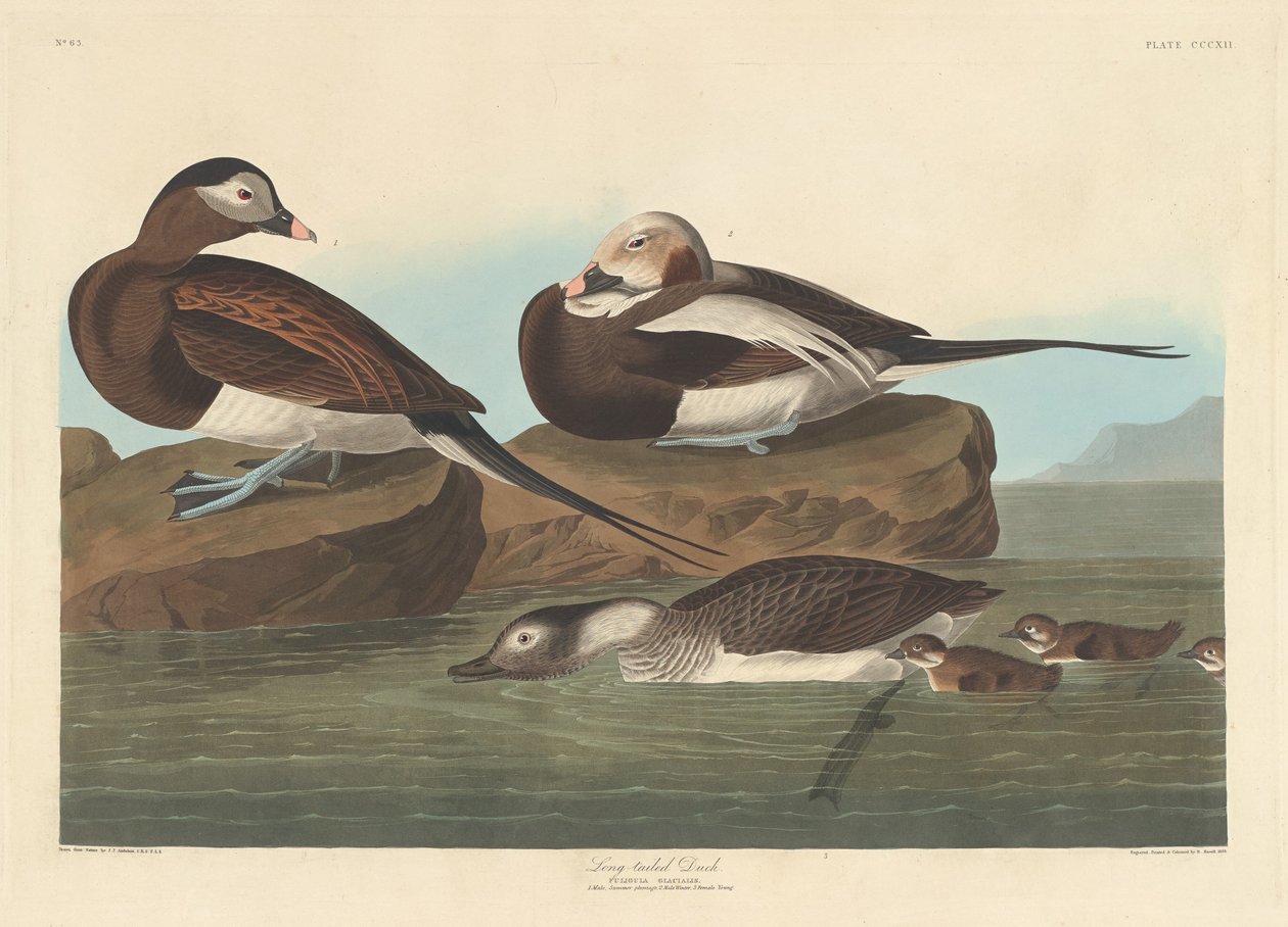 Hosszúfarkú kacsa alkotó: Robert Havell after John James Audubon