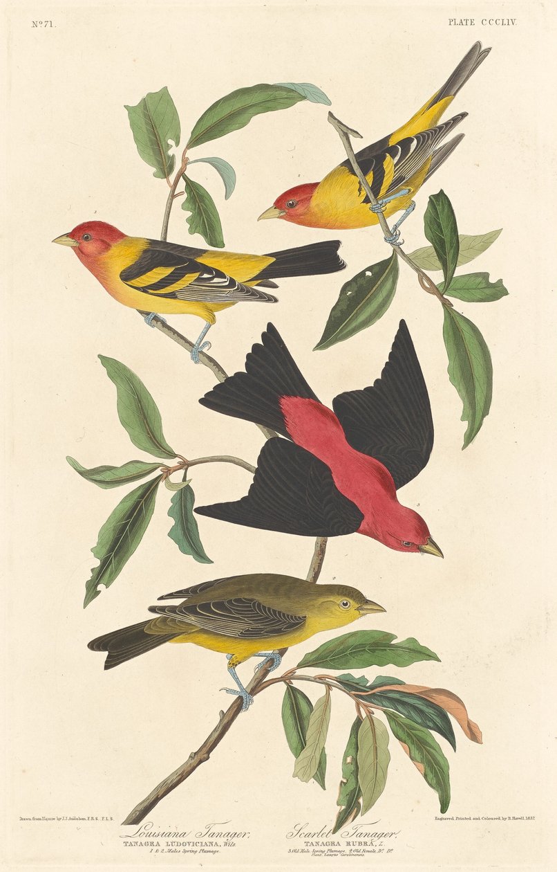 Louisiana Tanager és Scarlet Tanager alkotó: Robert Havell after John James Audubon