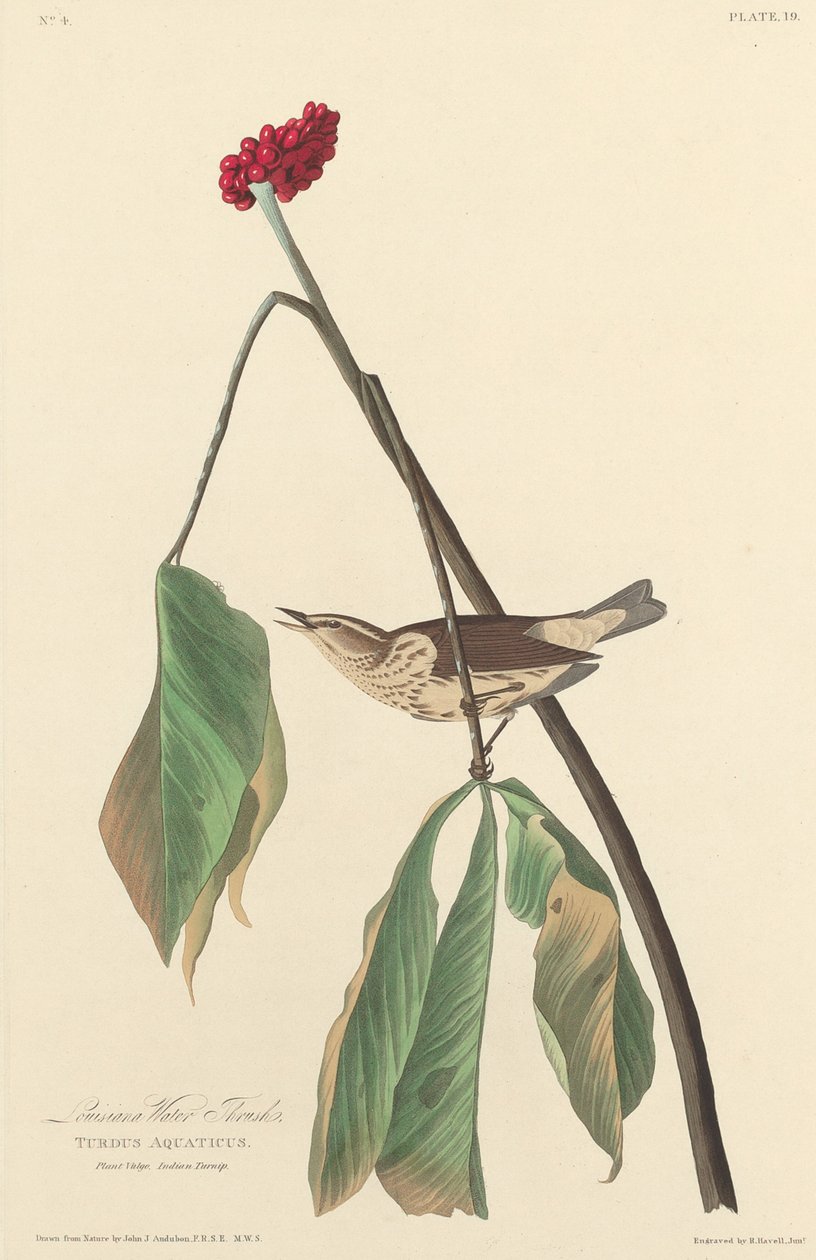 Louisiana vízi rigó alkotó: Robert Havell after John James Audubon