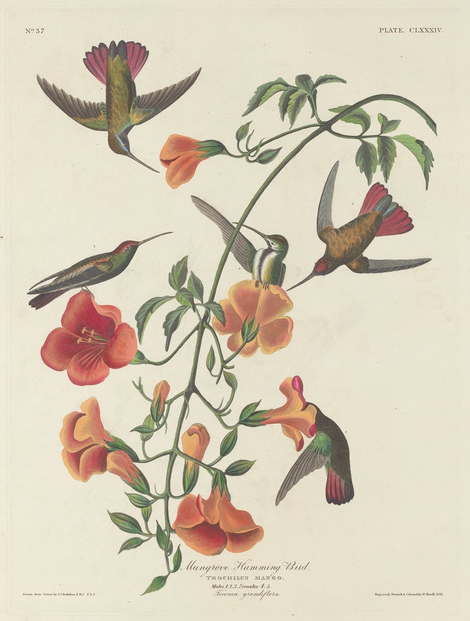 Mangrove Kolibri alkotó: Robert Havell after John James Audubon