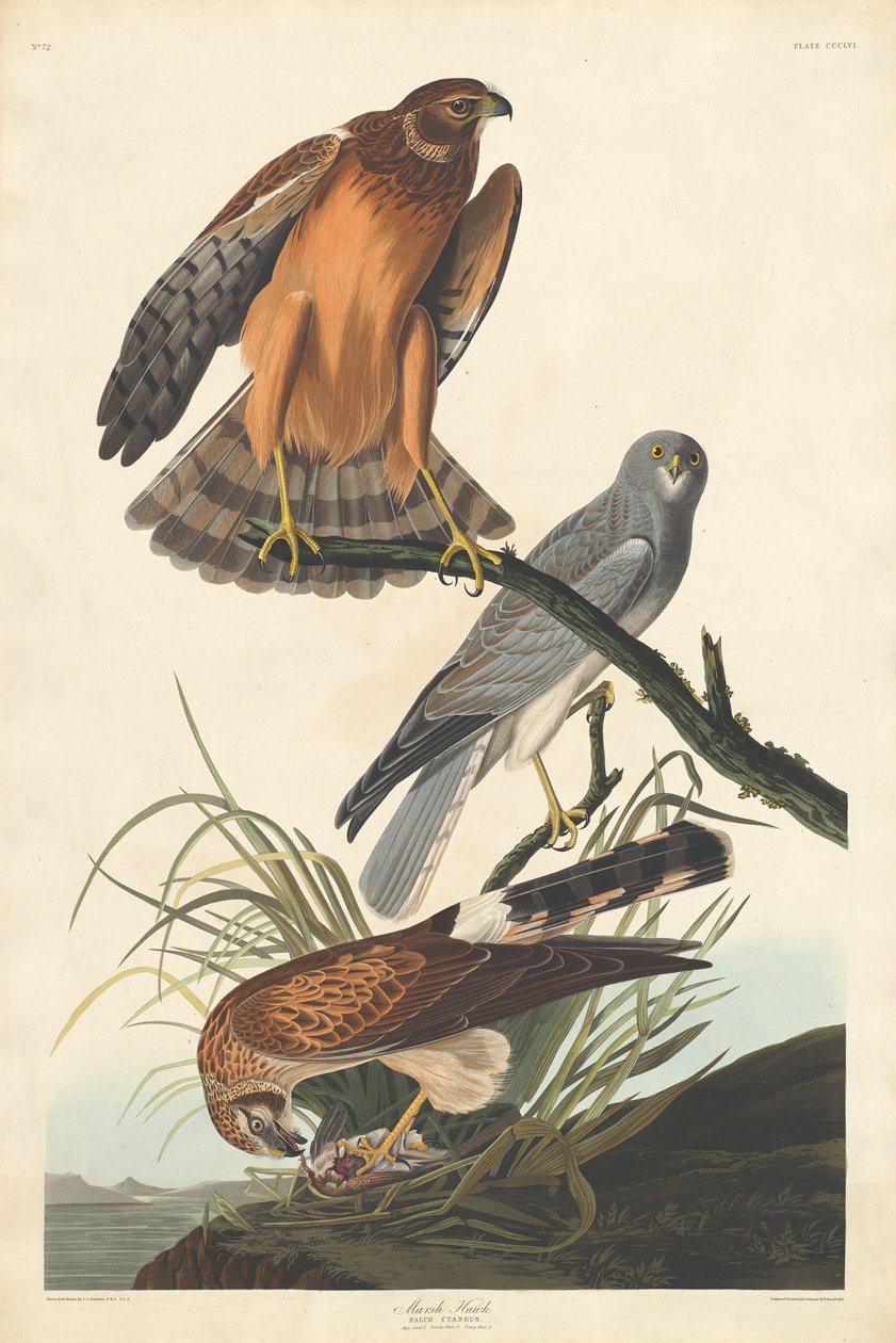 Marsh Hawk alkotó: Robert Havell after John James Audubon
