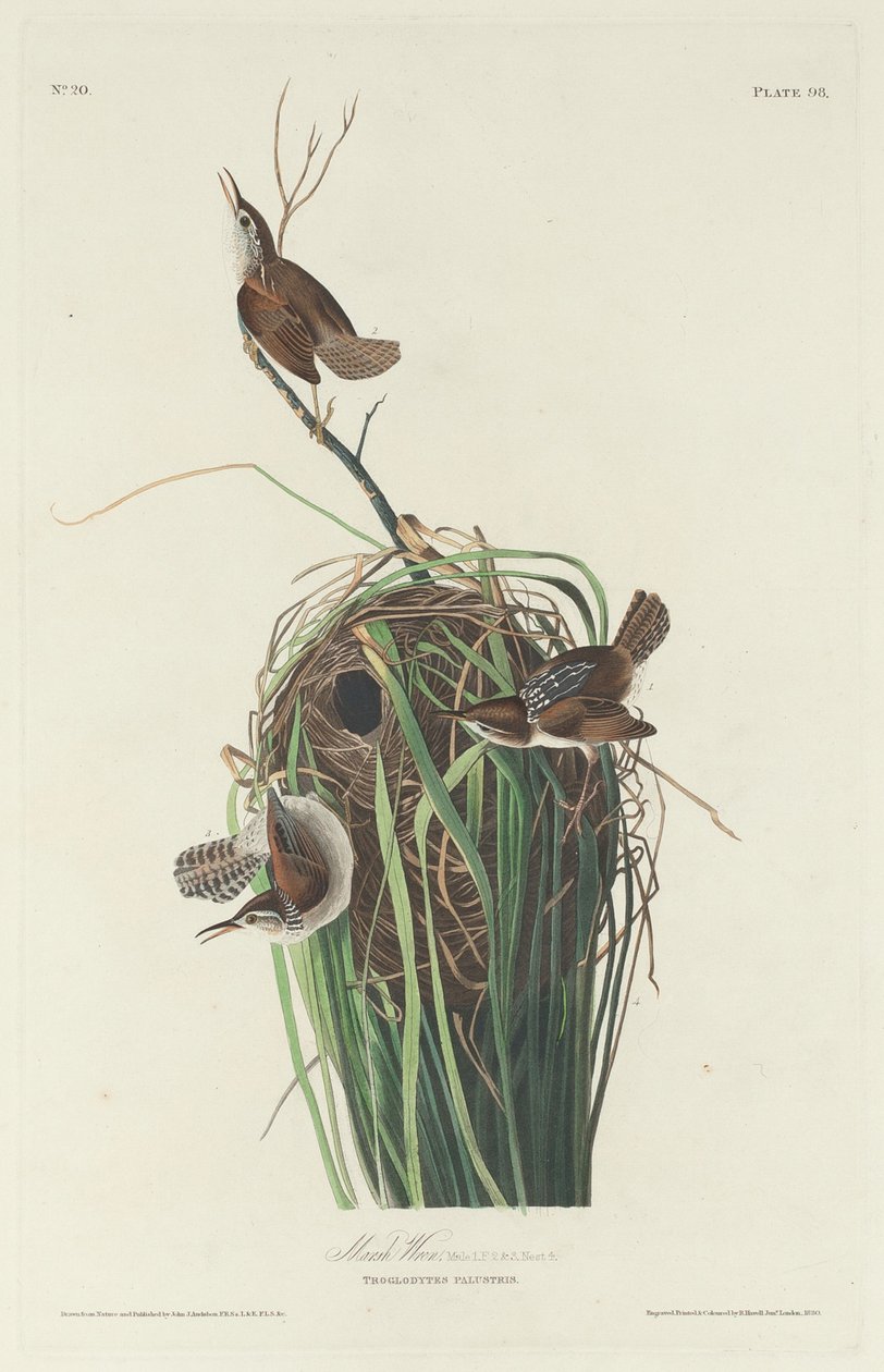 Marsh Wren alkotó: Robert Havell after John James Audubon