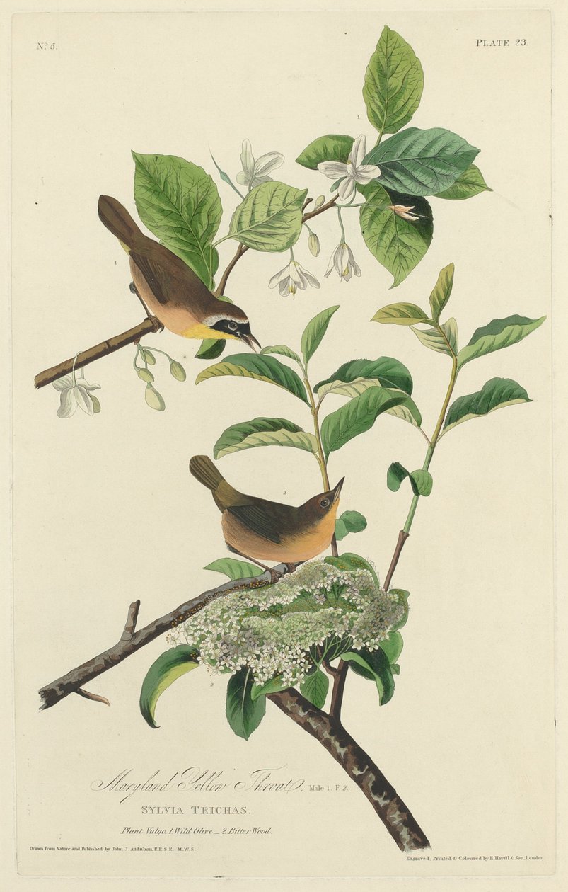 Maryland sárga torok alkotó: Robert Havell after John James Audubon