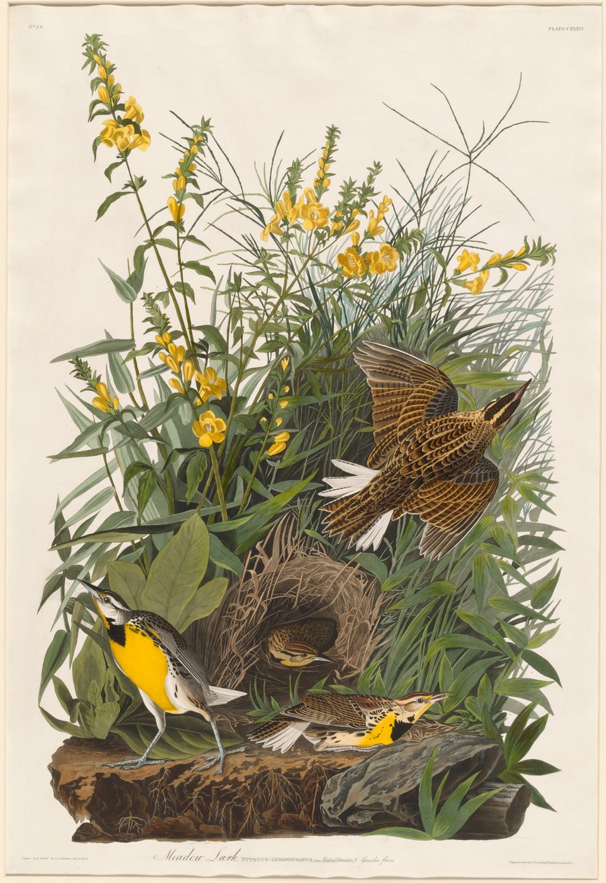 Réti pacsirta alkotó: Robert Havell after John James Audubon