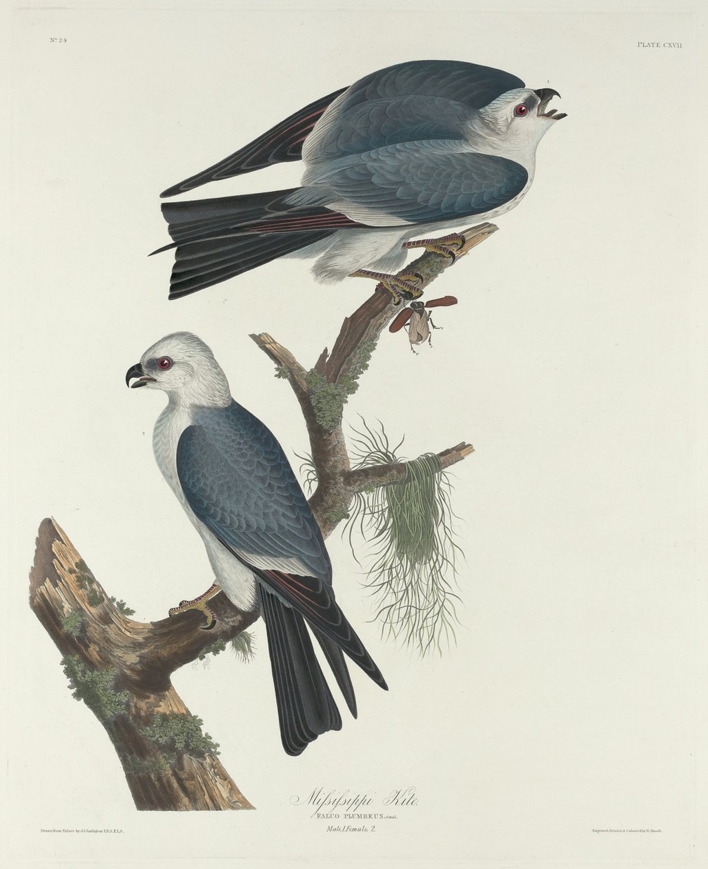 Mississippi Kite alkotó: Robert Havell after John James Audubon