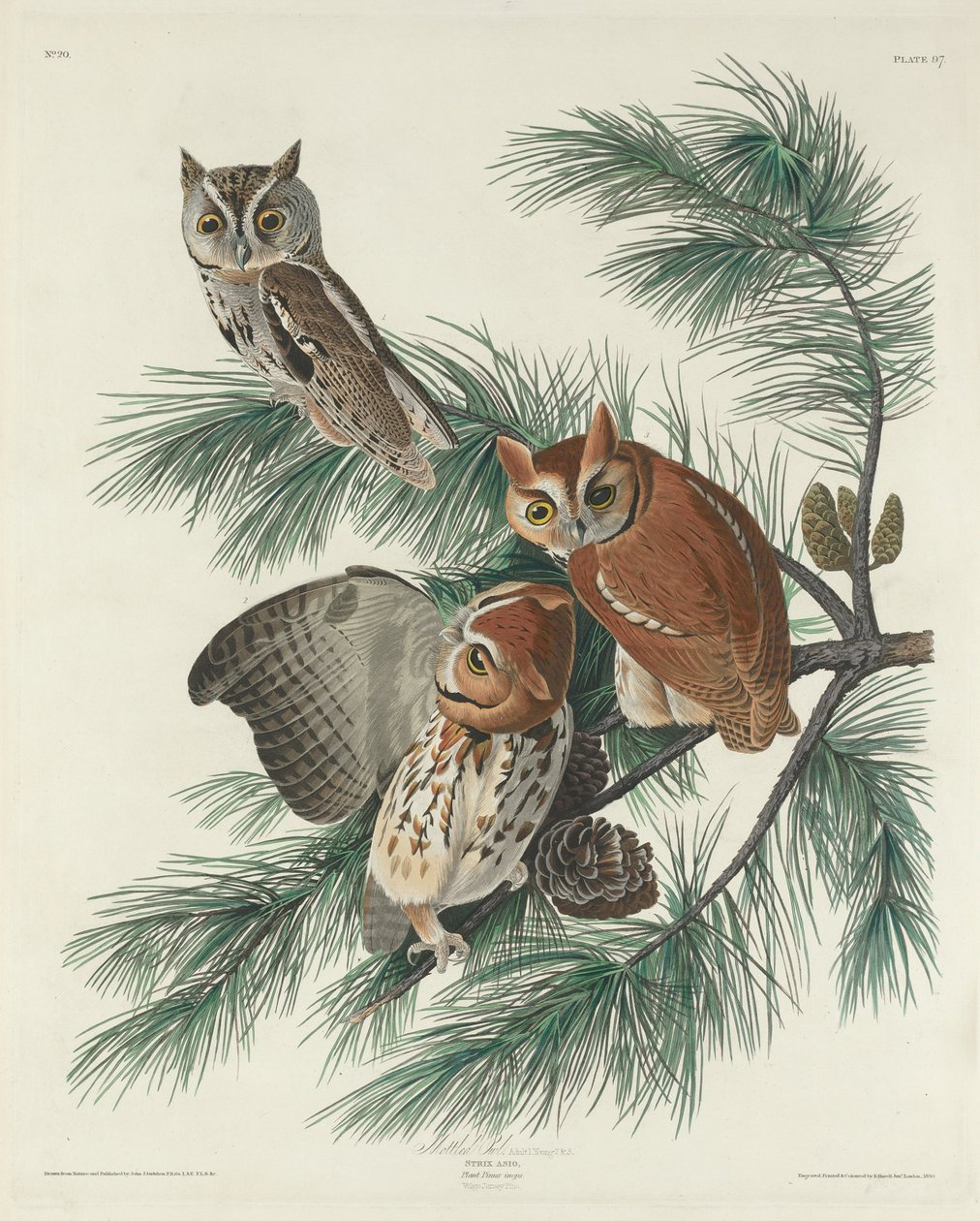 Foltos bagoly alkotó: Robert Havell after John James Audubon