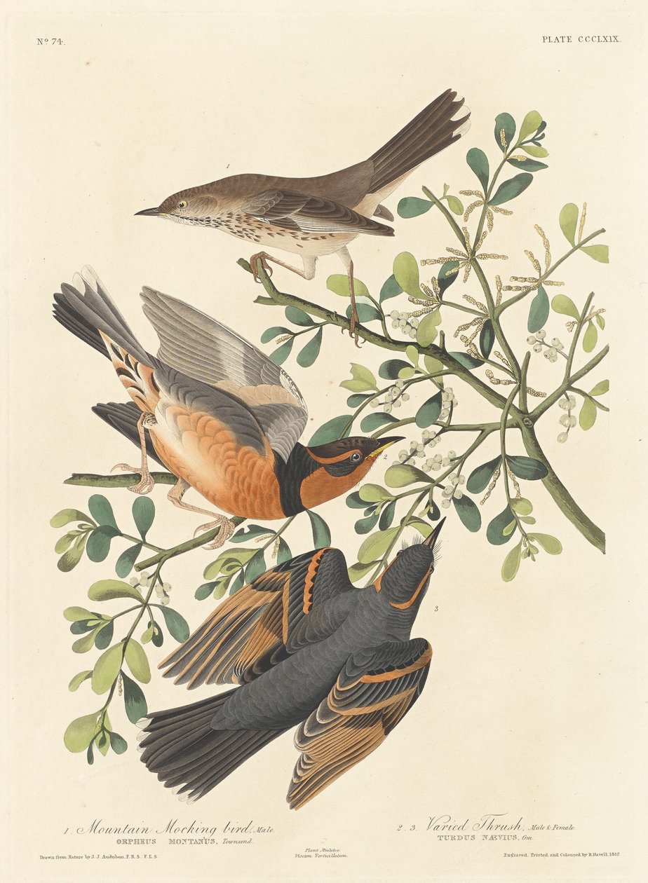 Hegyi gúnymadár és változatos rigó alkotó: Robert Havell after John James Audubon