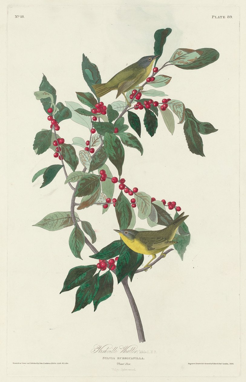 Nashville poszáta alkotó: Robert Havell after John James Audubon