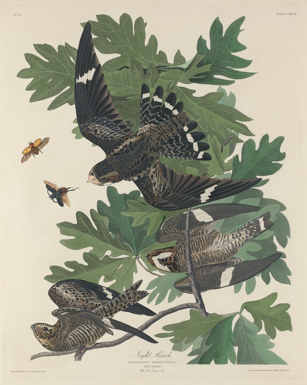 Éjjeli csavargó alkotó: Robert Havell after John James Audubon