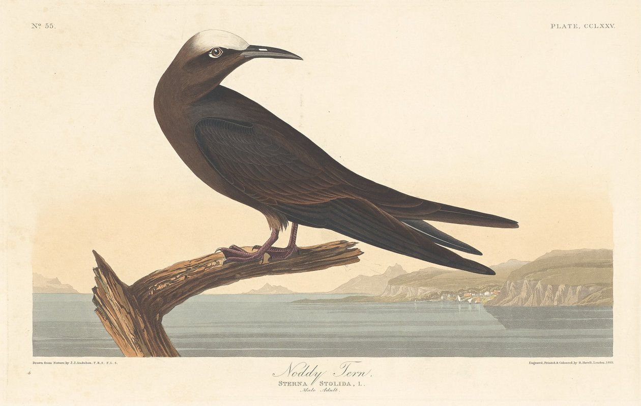 Noddy Tern alkotó: Robert Havell after John James Audubon