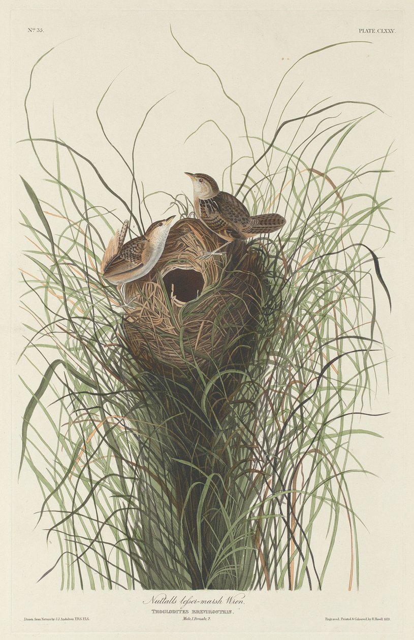 Nuttall Lesser Marsh Wren alkotó: Robert Havell after John James Audubon