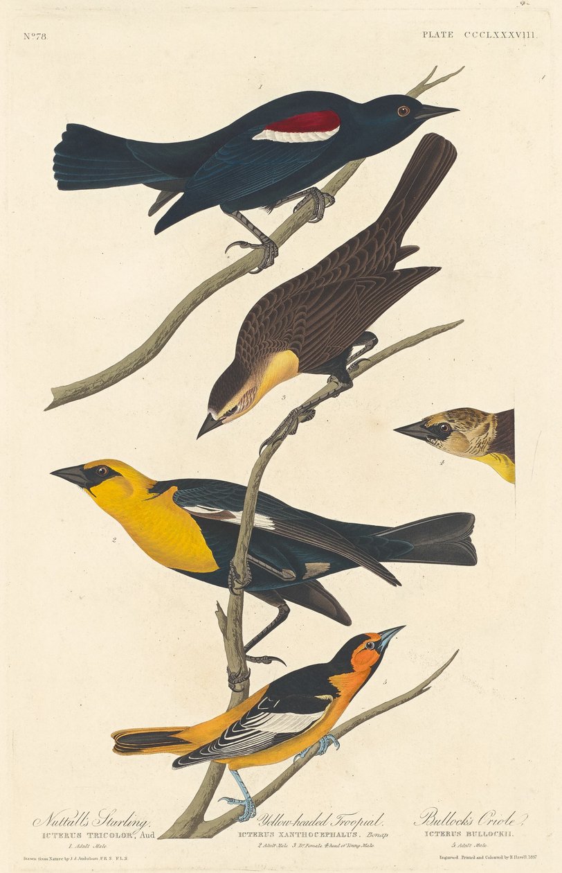 Nuttall Starling, Yellow-headed Troopial és Bullock