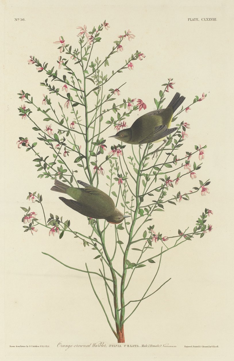 Narancskoronás pacsirta alkotó: Robert Havell after John James Audubon