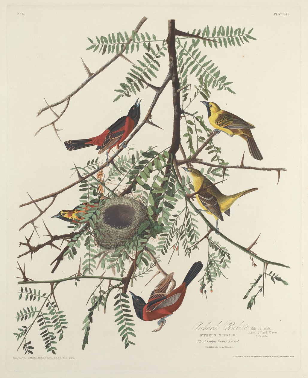 Orchard Oriole alkotó: Robert Havell after John James Audubon