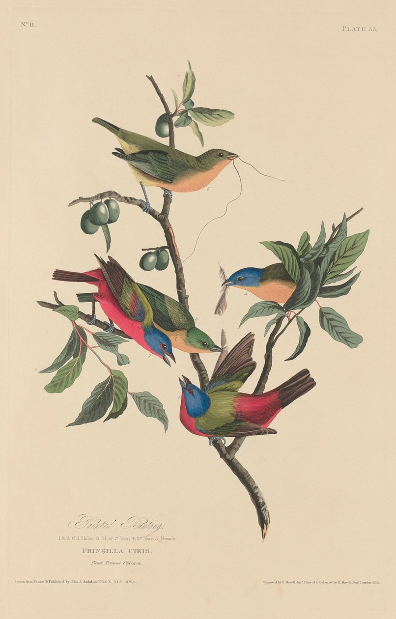 Festett sármány alkotó: Robert Havell after John James Audubon