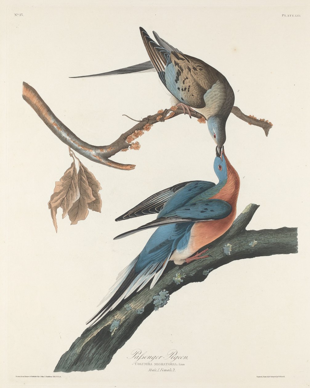 Utasgalamb alkotó: Robert Havell after John James Audubon