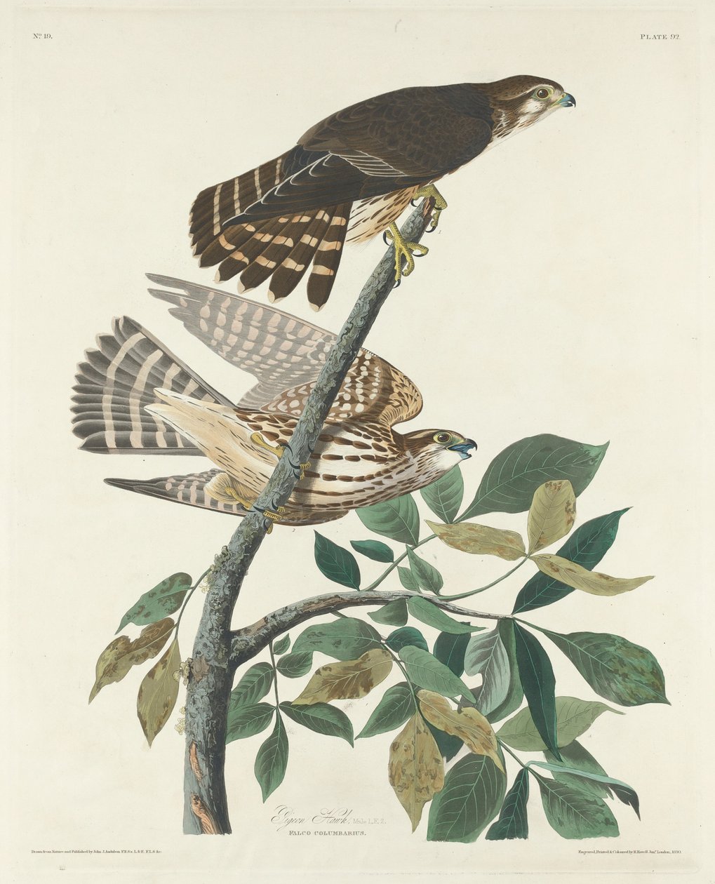 Galamb Hawk alkotó: Robert Havell after John James Audubon