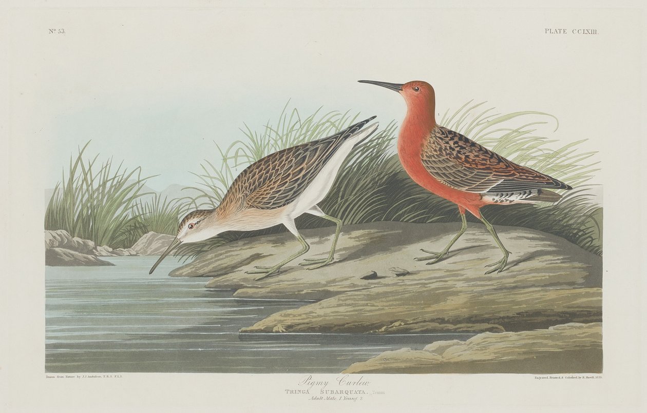 Pigmy Curlew alkotó: Robert Havell after John James Audubon