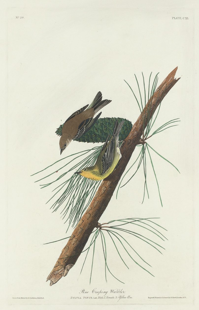 Fenyő kúszó poszáta alkotó: Robert Havell after John James Audubon