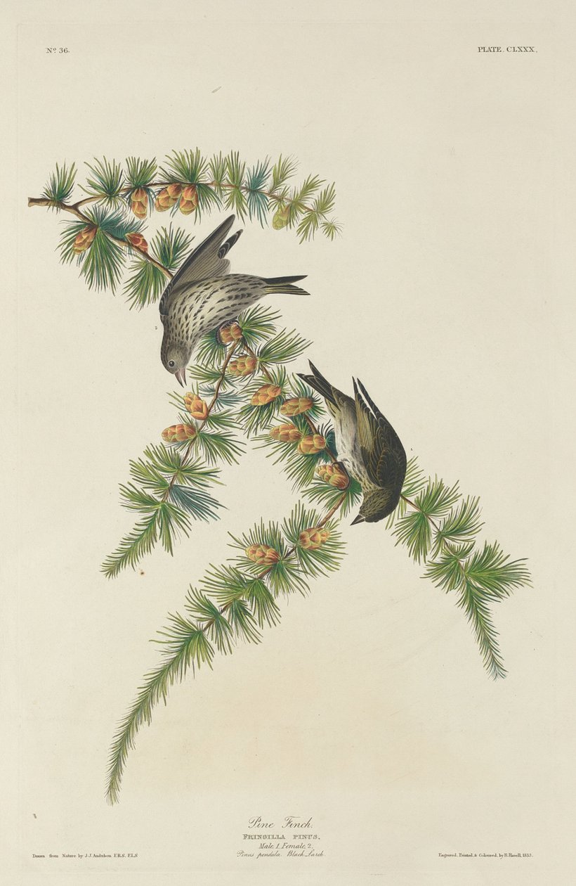 Fenyőpinty alkotó: Robert Havell after John James Audubon