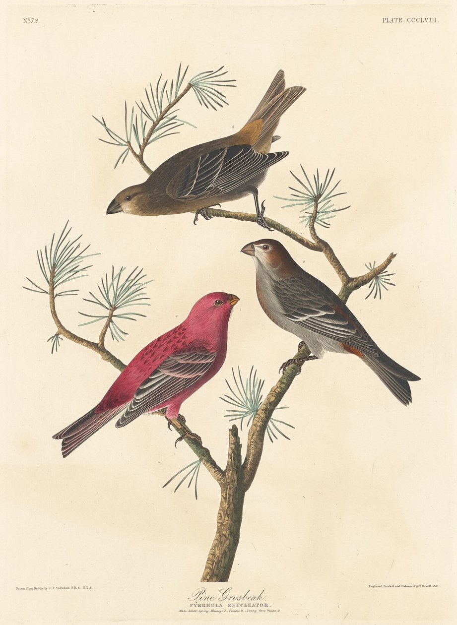 Pine Grosbeak alkotó: Robert Havell after John James Audubon