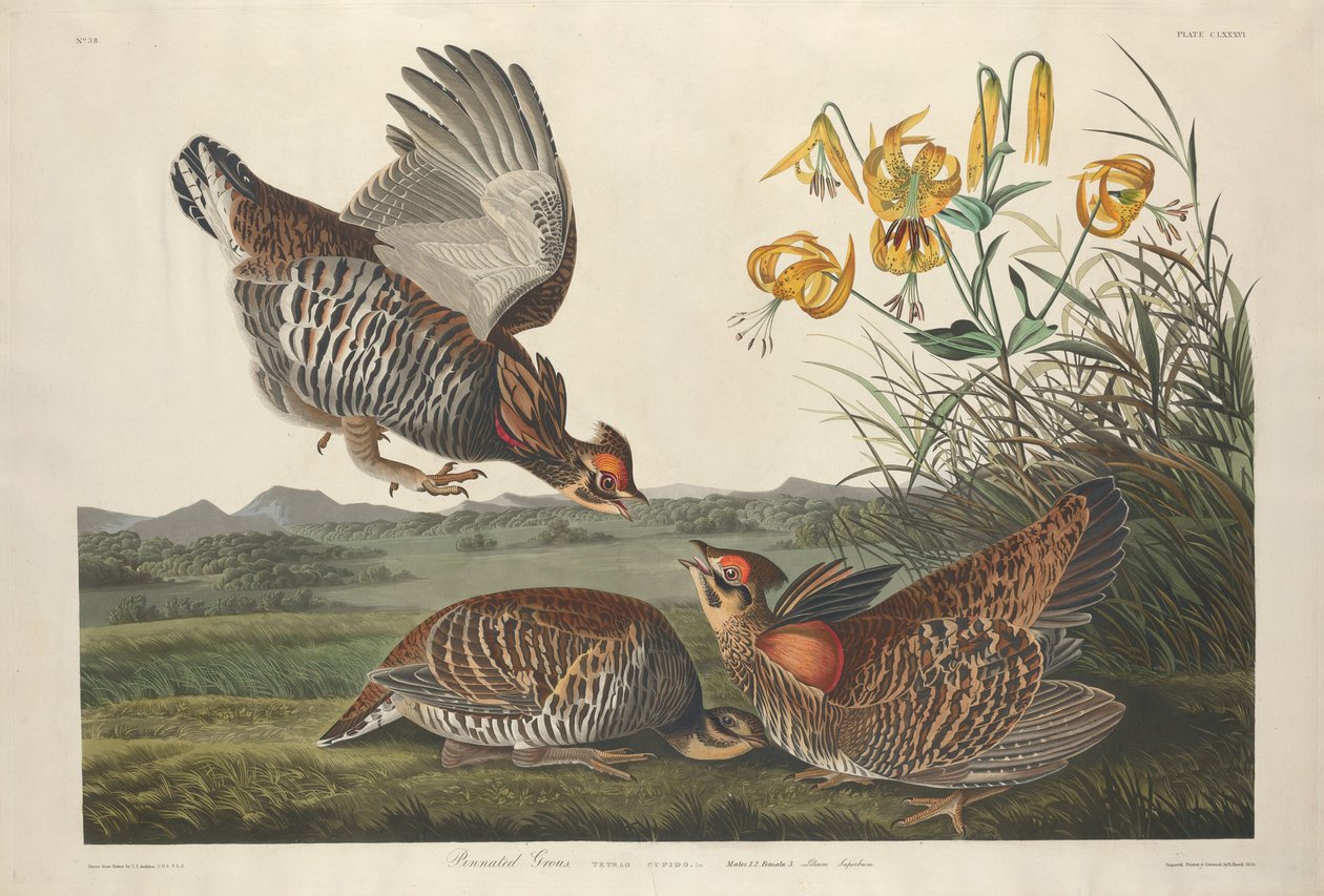 Pinnated Grouse alkotó: Robert Havell after John James Audubon
