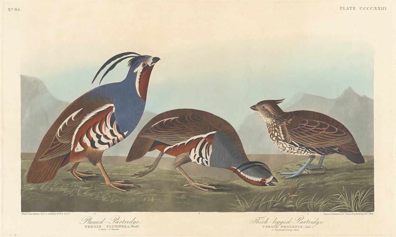Tollas fogoly és vastaglábú fogoly alkotó: Robert Havell after John James Audubon