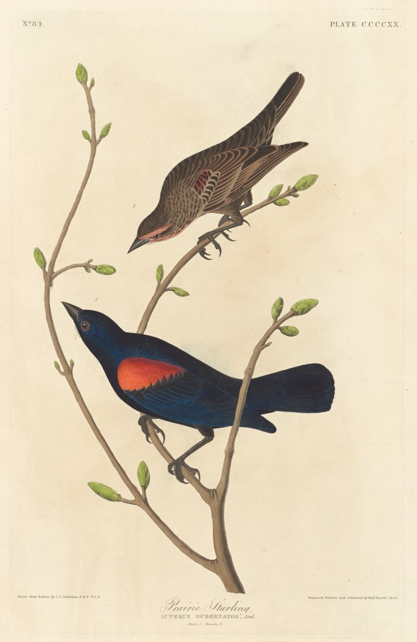 Prairie Starling alkotó: Robert Havell after John James Audubon