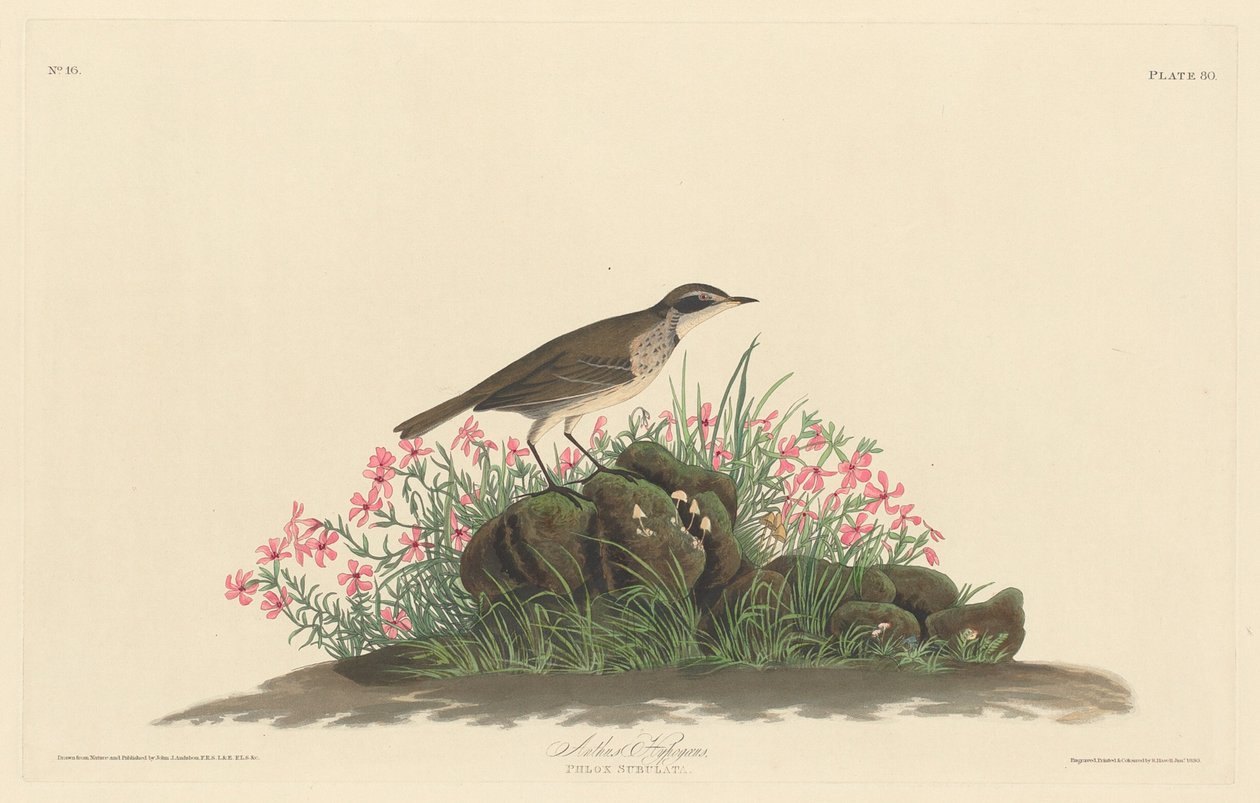 Prairie címlap alkotó: Robert Havell after John James Audubon