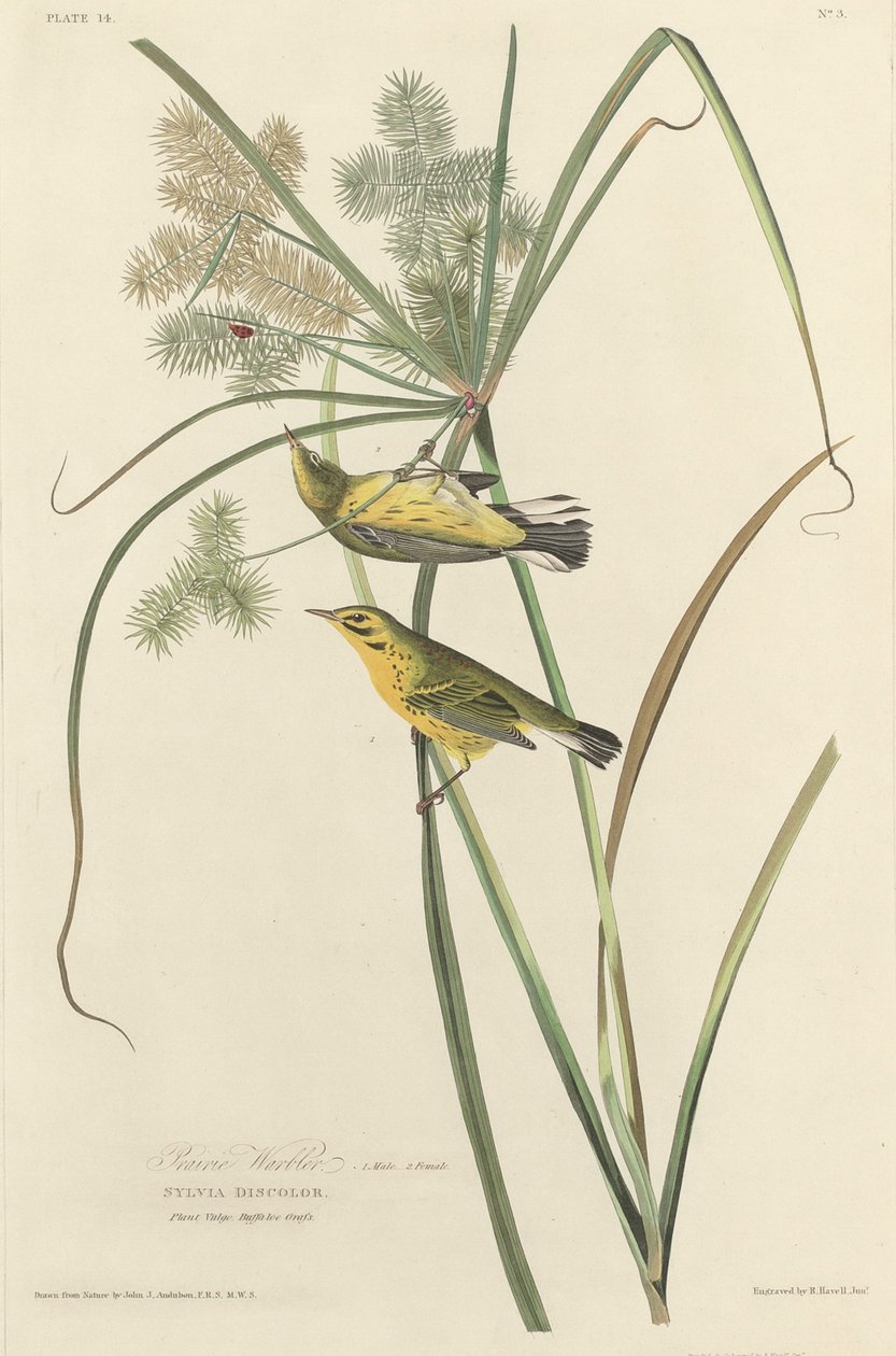 Préri poszáta alkotó: Robert Havell after John James Audubon