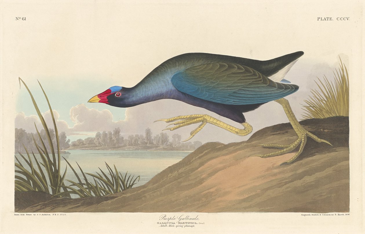 Lila Gallinule alkotó: Robert Havell after John James Audubon