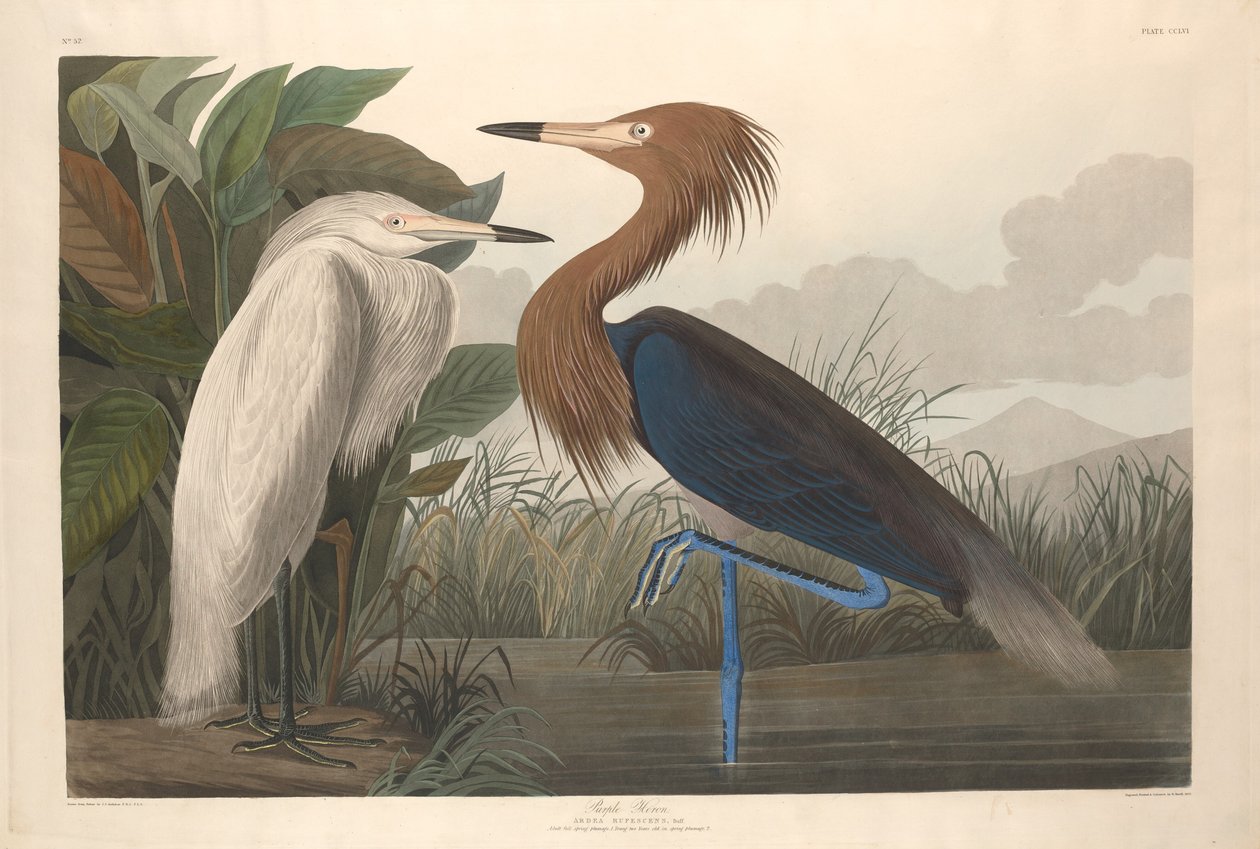 Lila gém alkotó: Robert Havell after John James Audubon