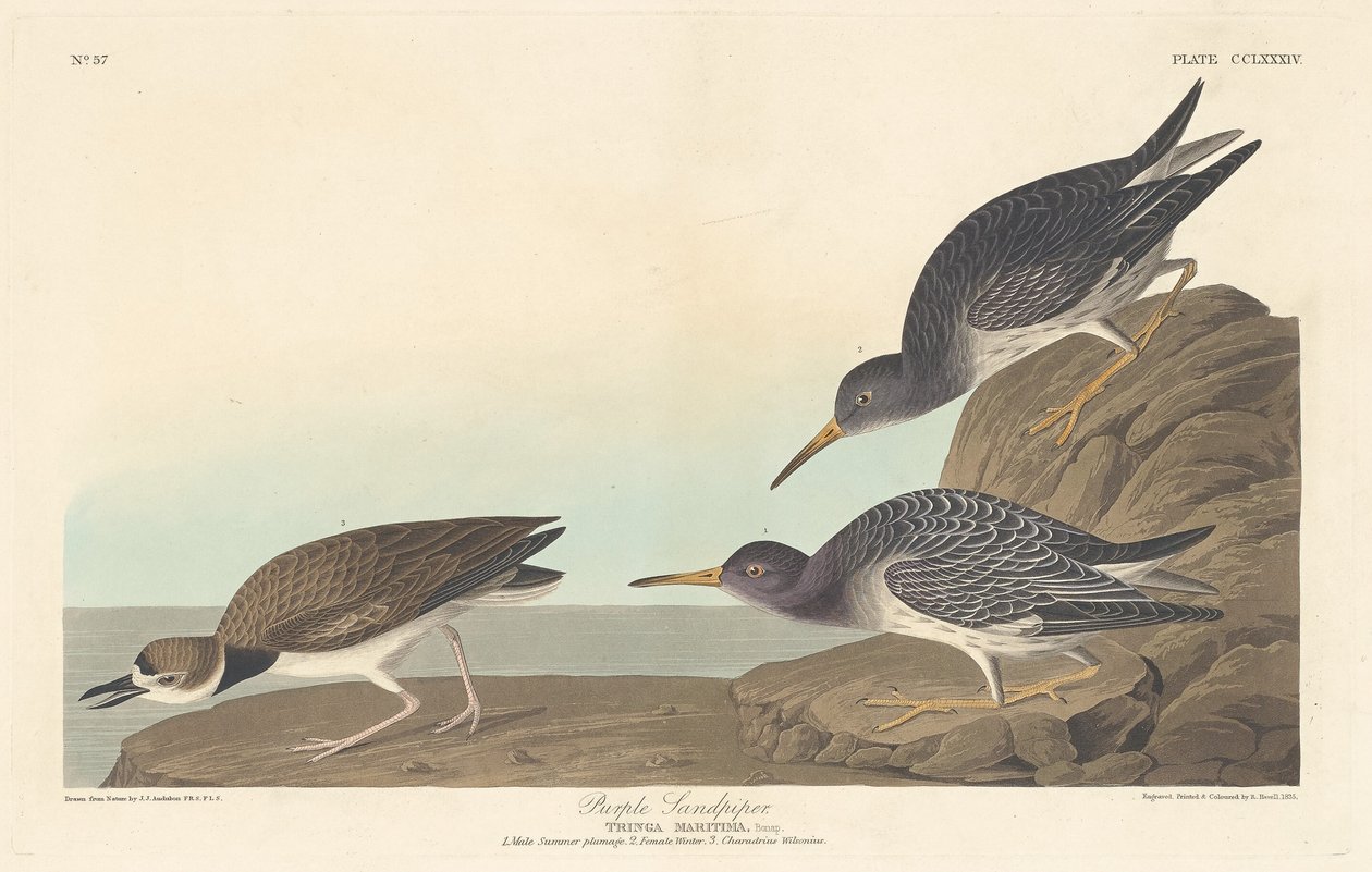 Purple Sandpiper alkotó: Robert Havell after John James Audubon