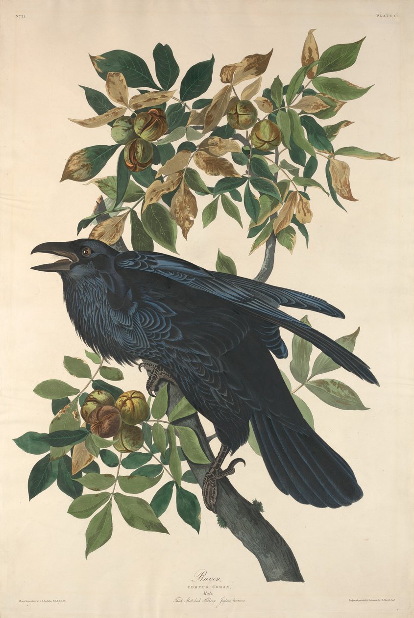 Holló alkotó: Robert Havell after John James Audubon