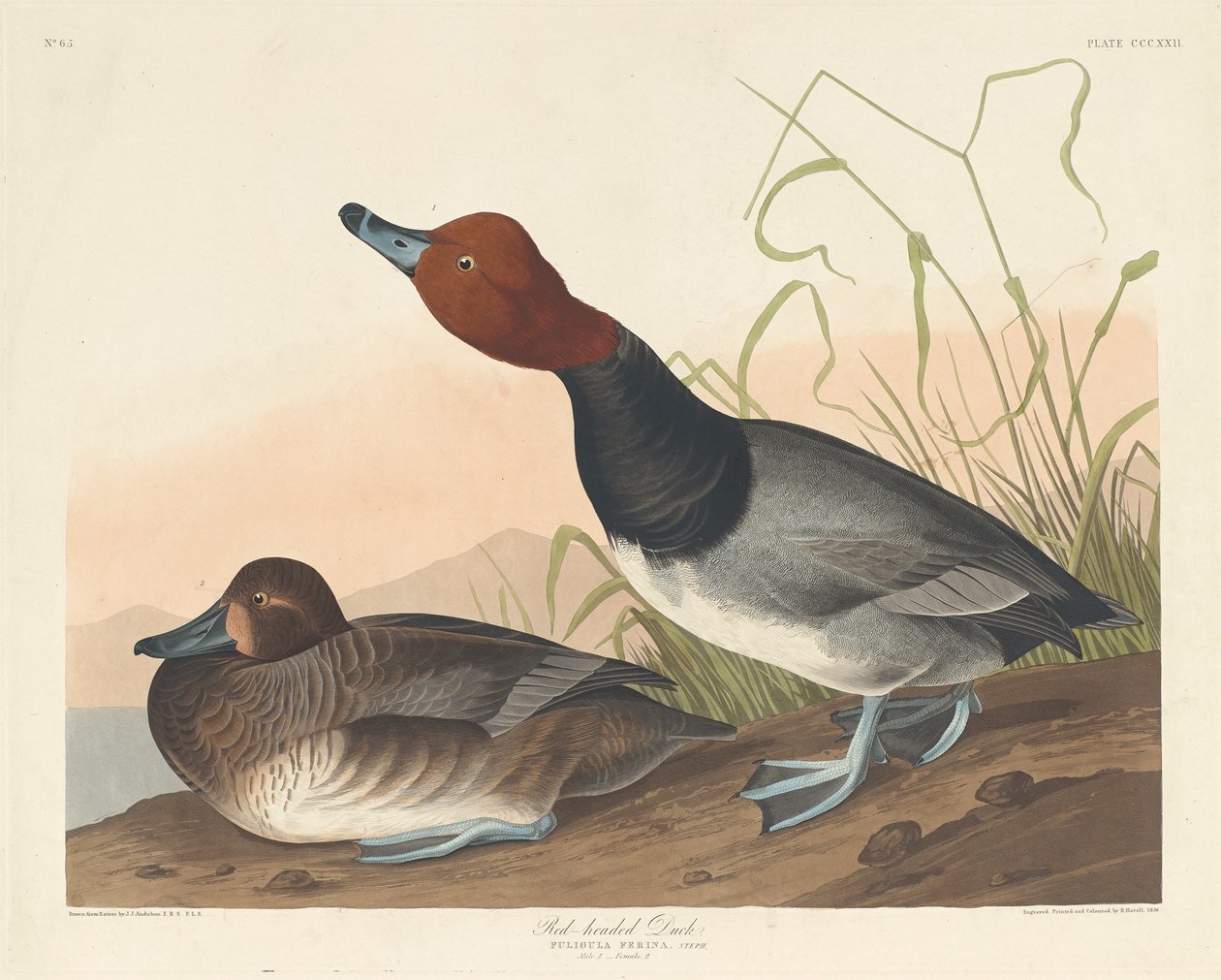 Vörösfejű kacsa alkotó: Robert Havell after John James Audubon