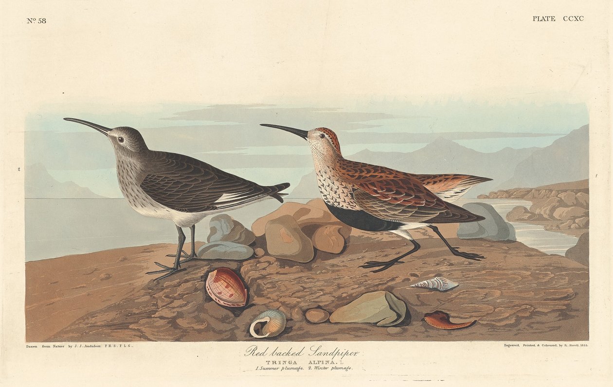 Vöröshátú homokcsőr alkotó: Robert Havell after John James Audubon
