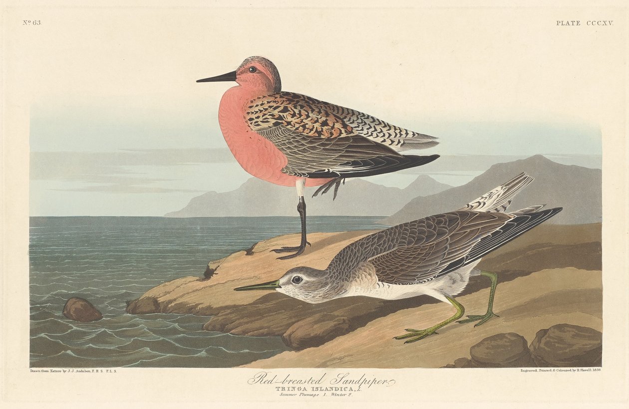 Vörösmellű homokozó alkotó: Robert Havell after John James Audubon