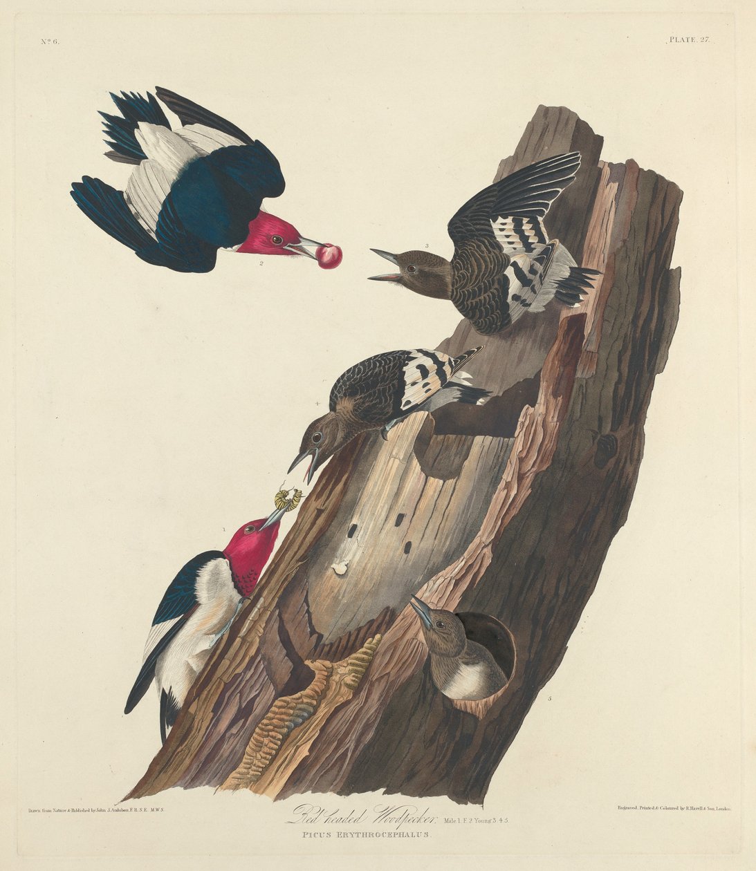 Vörösfejű harkály alkotó: Robert Havell after John James Audubon