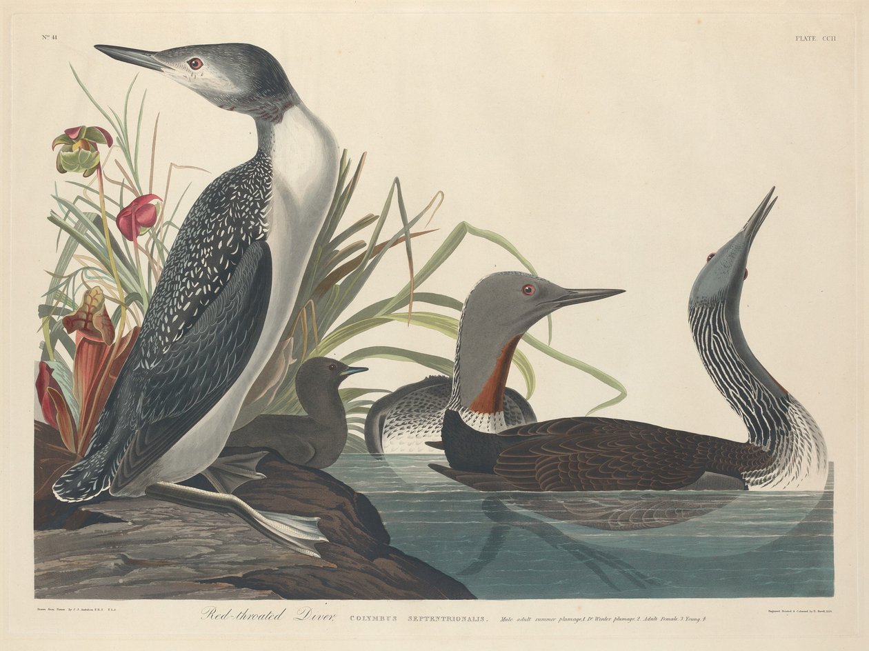 Vöröstorkú búvár alkotó: Robert Havell after John James Audubon