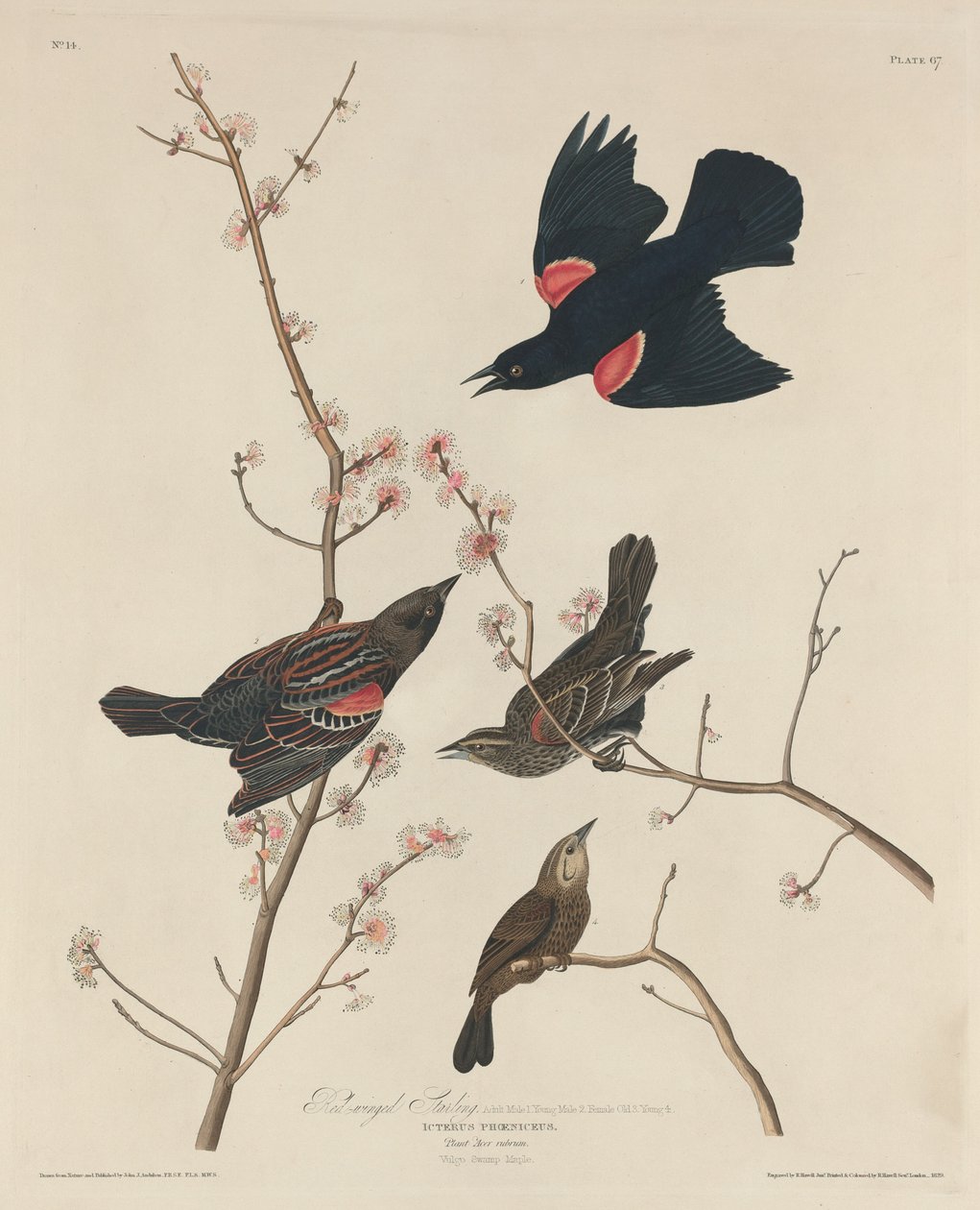 Vörösszárnyú seregély alkotó: Robert Havell after John James Audubon