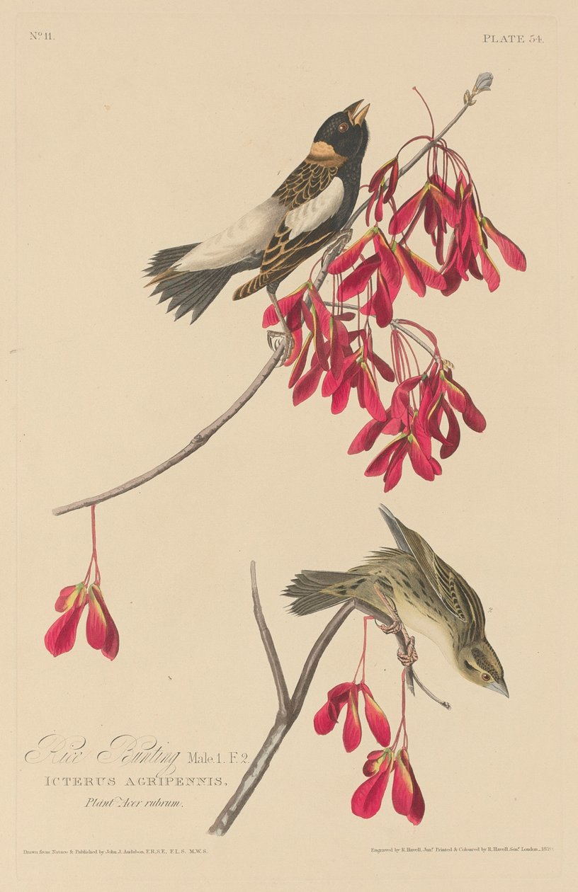 Rice Bunting alkotó: Robert Havell after John James Audubon