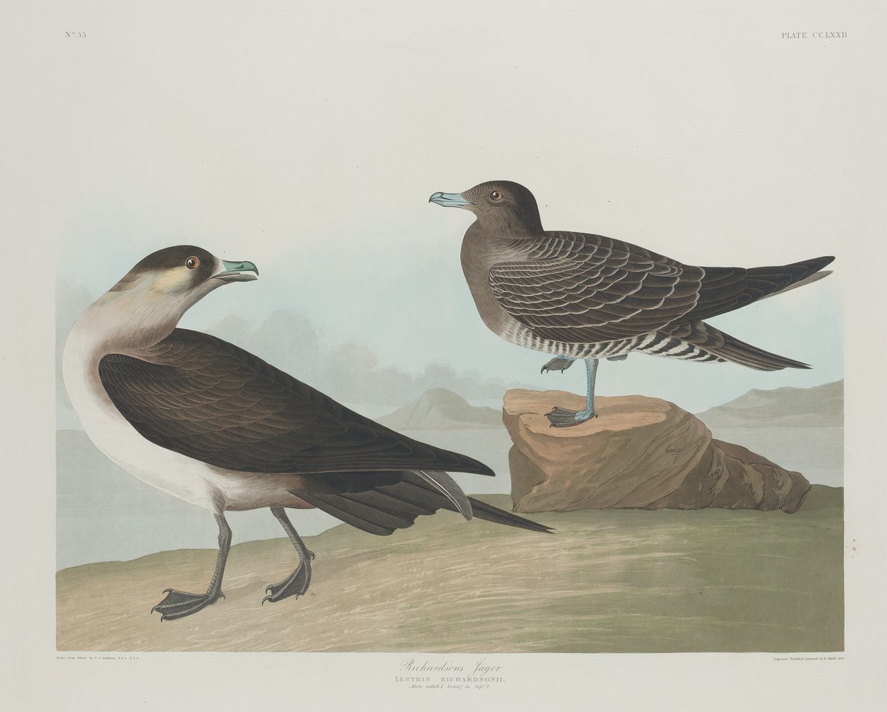 Richardson Jagerje alkotó: Robert Havell after John James Audubon