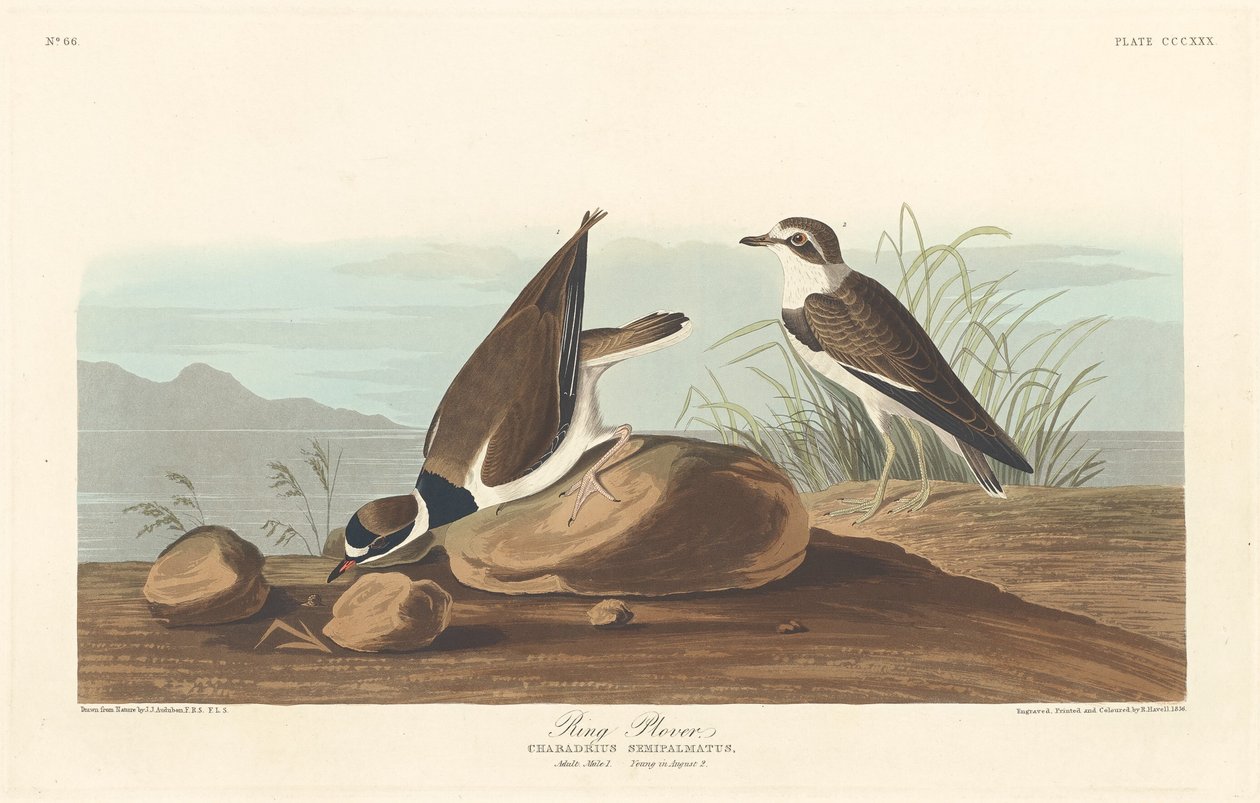 Ring Plover alkotó: Robert Havell after John James Audubon