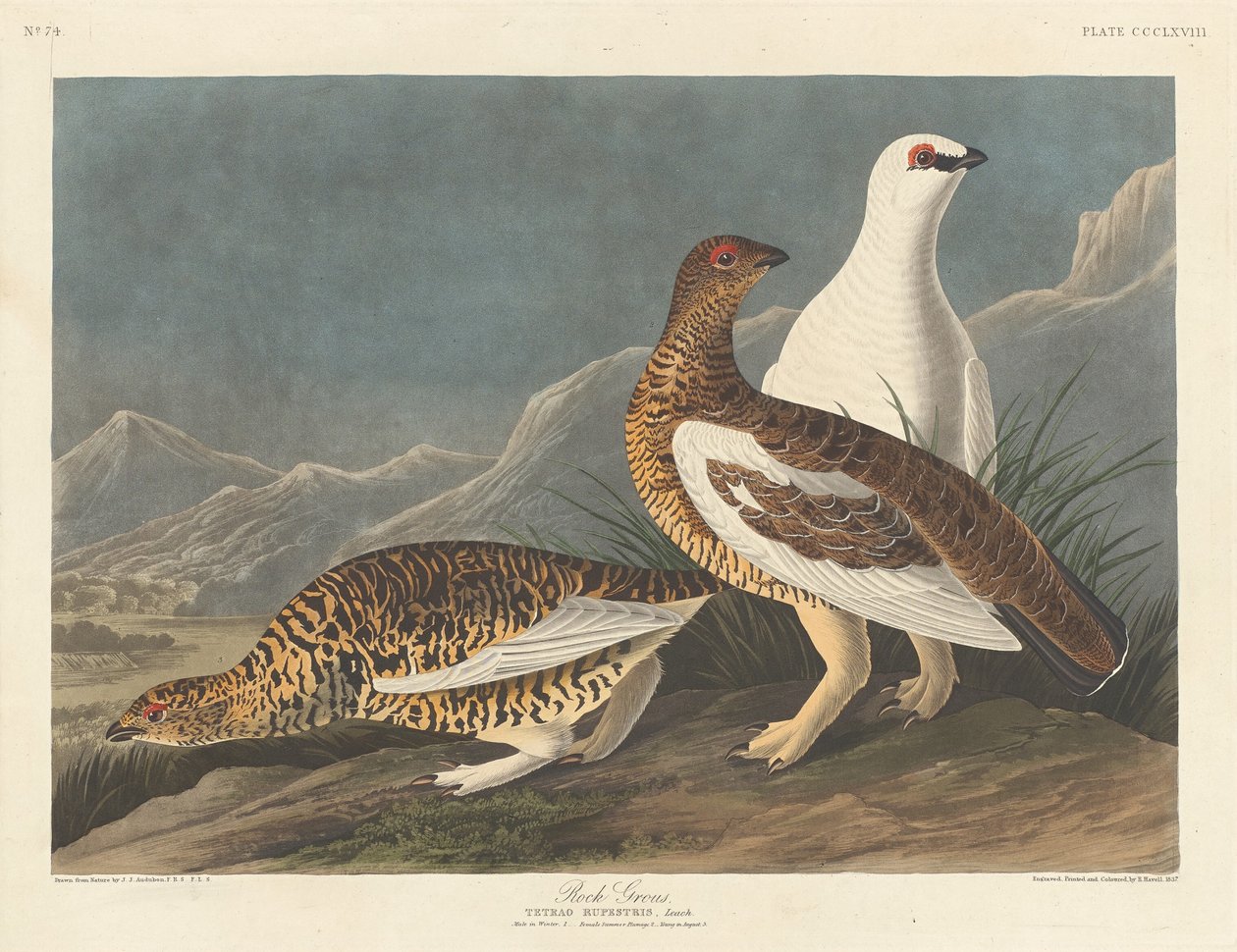 Nagy szikla alkotó: Robert Havell after John James Audubon