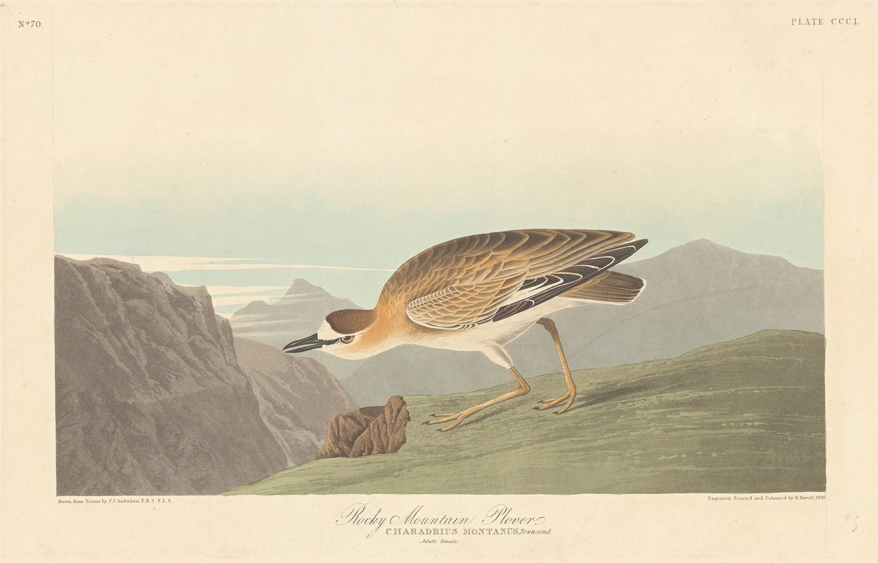 Rocky Mountain Lile alkotó: Robert Havell after John James Audubon