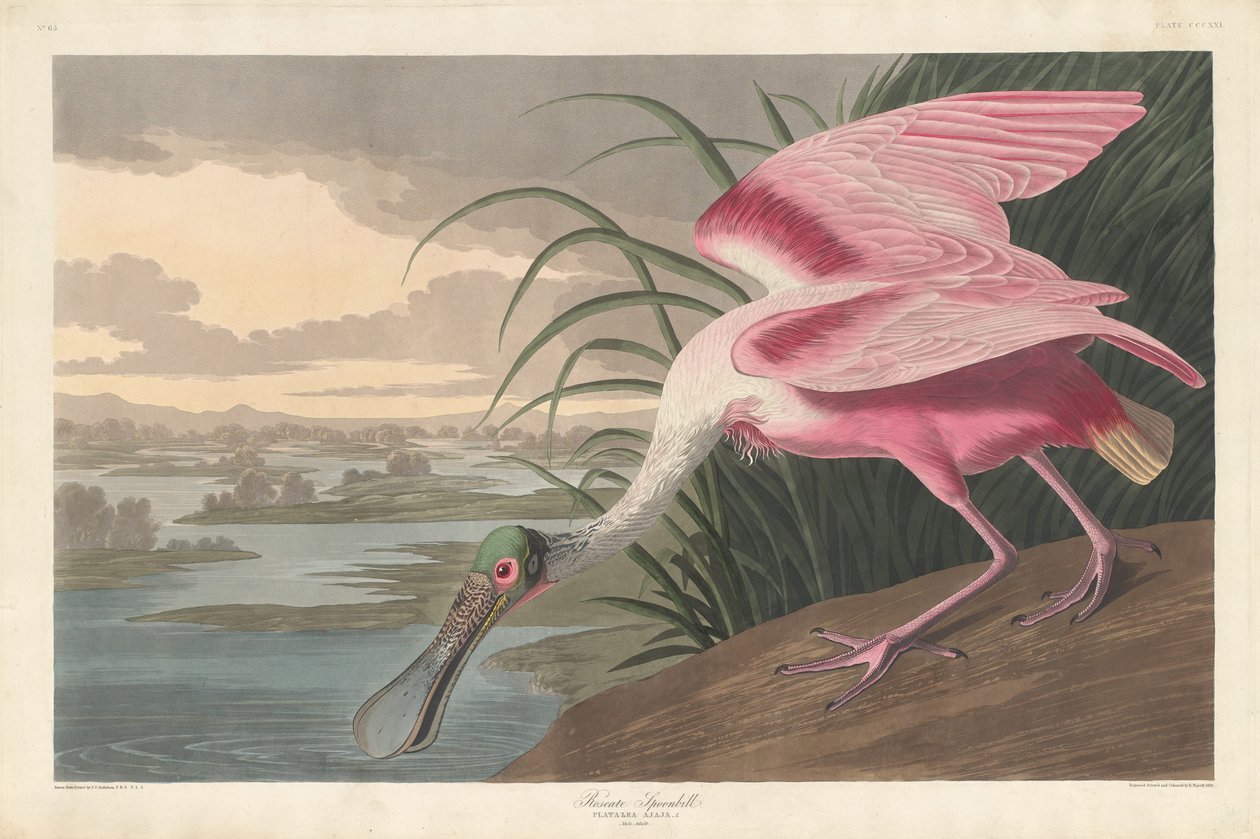 Roseate Spoonbill alkotó: Robert Havell after John James Audubon