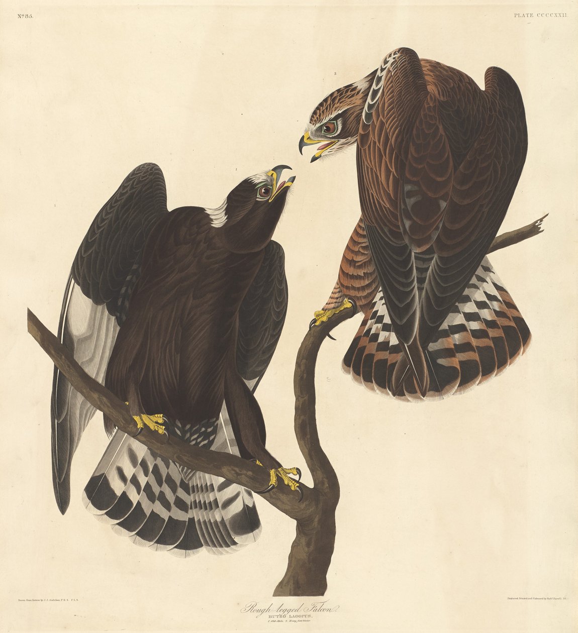 Durva lábú sólyom alkotó: Robert Havell after John James Audubon
