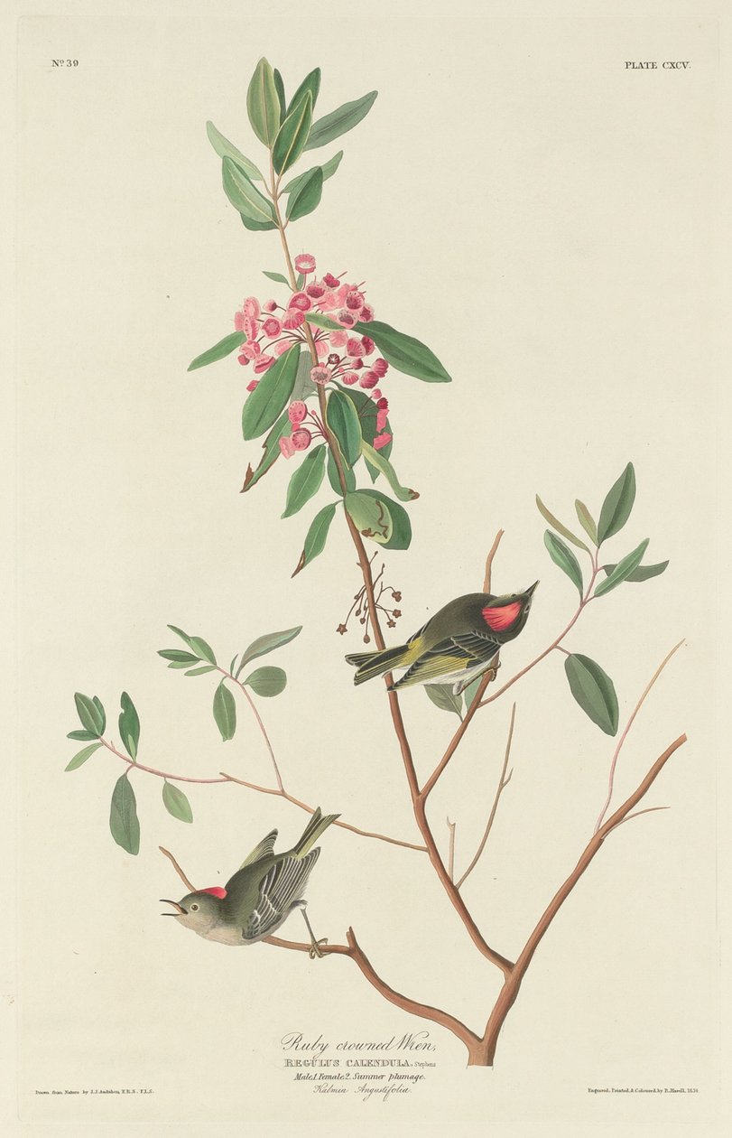 Rubinkoronás Wren alkotó: Robert Havell after John James Audubon