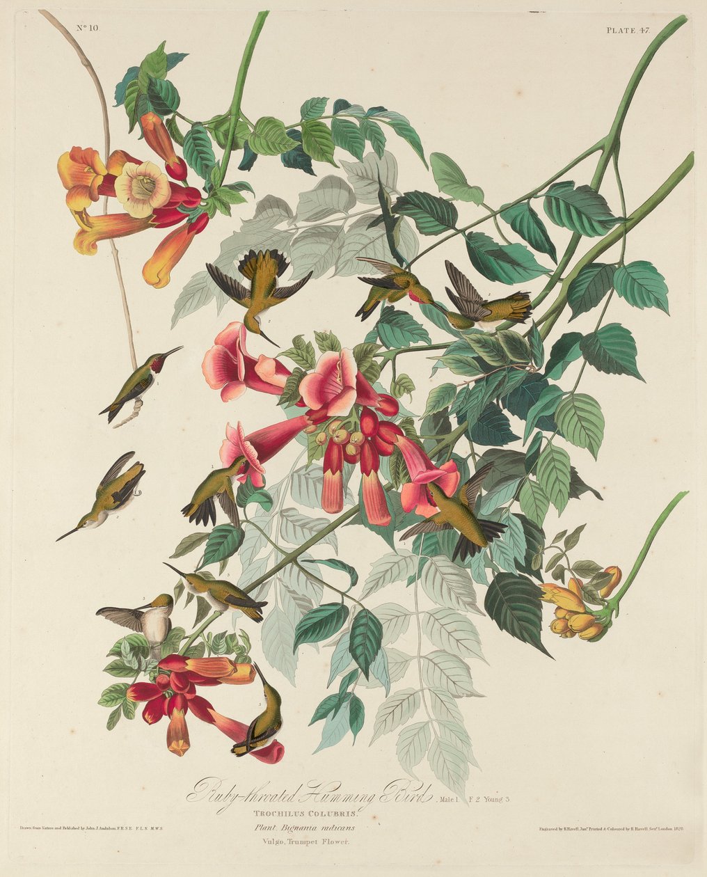 Rubintorkú kolibri alkotó: Robert Havell after John James Audubon